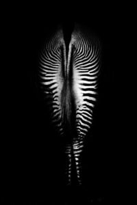 Zèbre de derrière en low key et noir et blanc