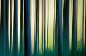 photo de forêt prise avec la technique de l'ICM et représentant un code barre