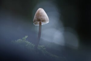 Champignons pris en macro avec des halos en arrière plan